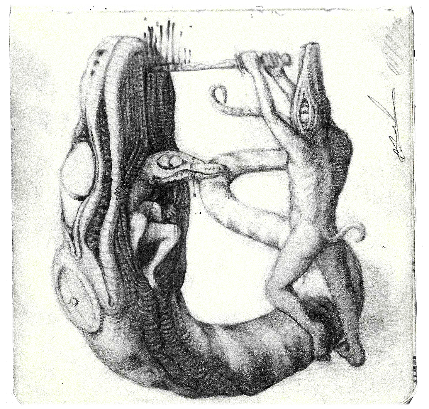 snake birth